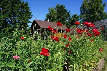 Фото Гостевой дом Kelluka Holiday House г. Pärispea 5